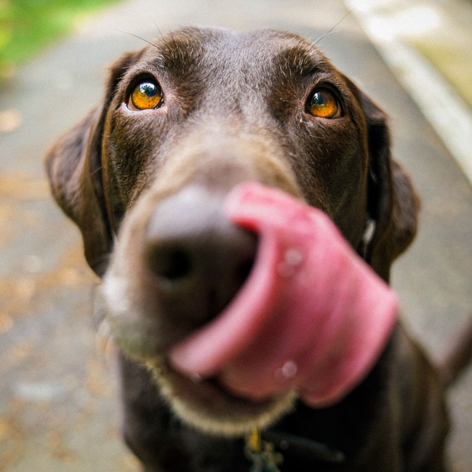 <b>WHY IS MY DOG LOSING WEIGHT?</b><br><br>From old age to fussy eating habits &ndash; how to identify the reason for weight loss and get your dog back on track...</br>